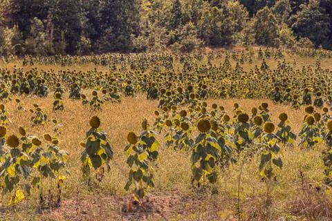 Field of sunflowers Stock Photos