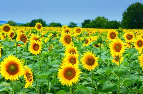 Field with sunflowers Stock Photos