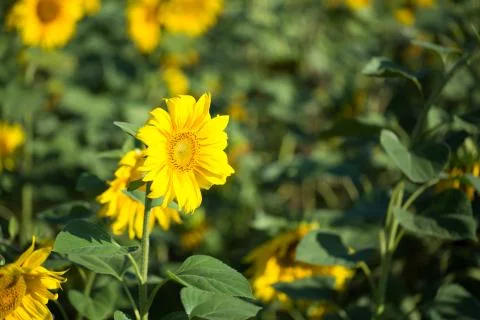 Field of sunflowers Stock Photos