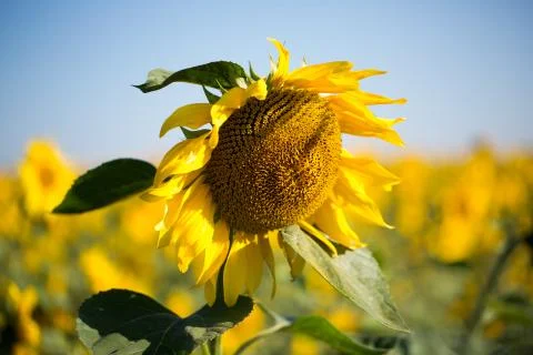 Field of sunflowers Stock Photos
