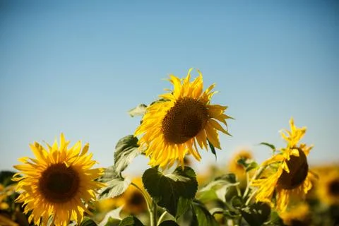 Field of sunflowers Foto stock