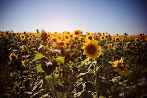 Field of sunflowers Stock Photos