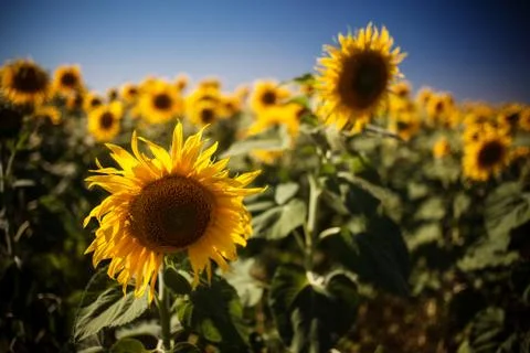 Field of sunflowers Stock Photos