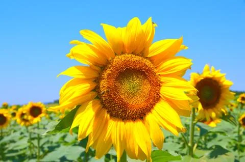 Field with sunflowers Stock Photos