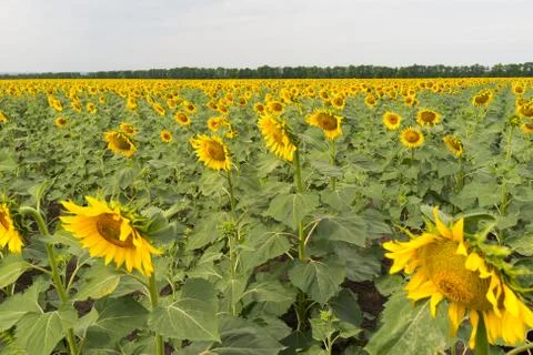 A field of sunflowers Stock Photos