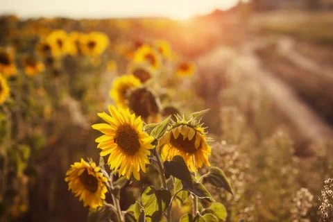 Field of sunflowers Stock Photos