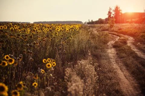 Field of sunflowers Stock Photos