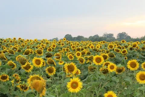 Field of sunflowers Stock Photos