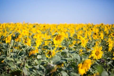Field of sunflowers Stock Photos