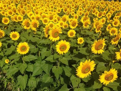 Field of Sunflowers Stock Photos