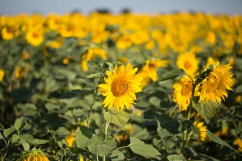 Field of sunflowers Stock Photos