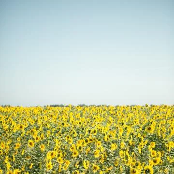 Field of sunflowers Stock Photos
