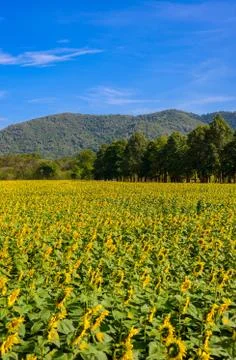 Field of sunflowers Stock Photos