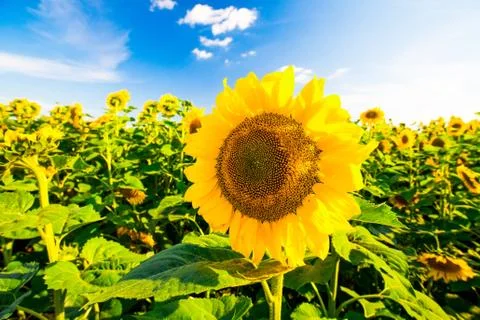 Field of sunflowers Stock Photos