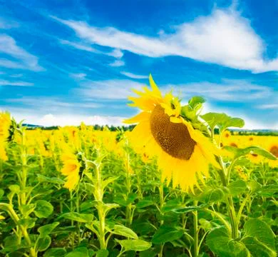 Field of sunflowers Stock Photos