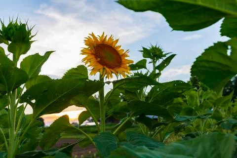 A field of sunflowers Stock Photos