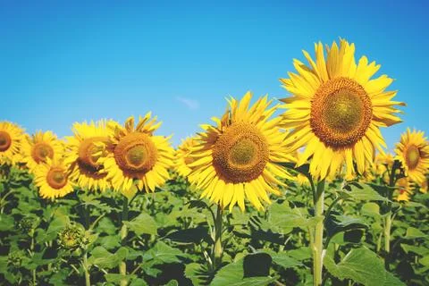 Field of sunflowers Stock Photos