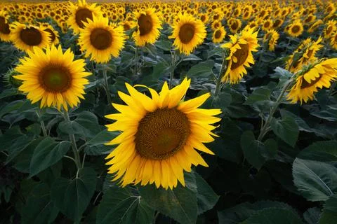Field of sunflowers Stock Photos