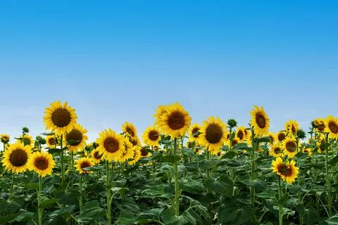 Field of sunflowers Stock Photos