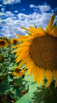 Field of sunflowers Stock-Fotos