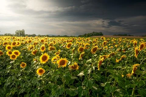 Field of sunflowers Foto stock