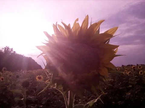 Field with sunflowers Foto stock