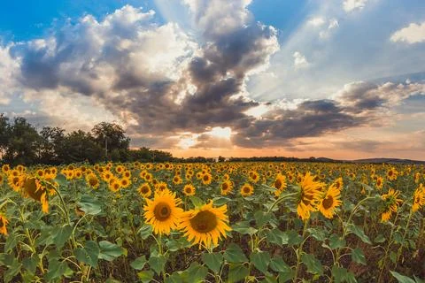 Field with sunflowers Stock Photos