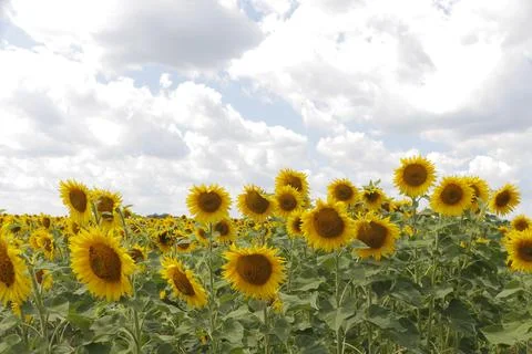 Field of sunflowers Foto stock