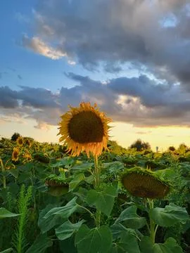 Field of sunflowers in the rays of the evening setting sun Stock Photos