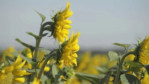Field of sunflowers in summer Vídeos de archivo 78175495