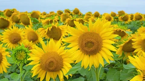 A field of sunflowers in summer Stock Footage 318713309