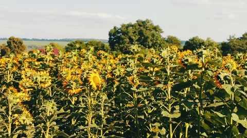 Field with sunflowers in the summer. Many young sunflowers grow outdoor Stock Footage