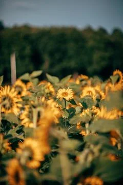 A field of sunflowers in sunlight Stock Photos
