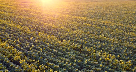 Field of sunflowers at sunset 2 Stock Footage 237608736