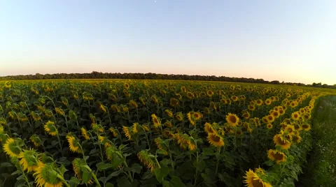 A Field of Sunflowers. Sunset. 4K. Stock-Footage 65014092