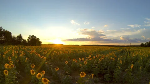 Field with sunflowers at sunset. Video stock 27034829