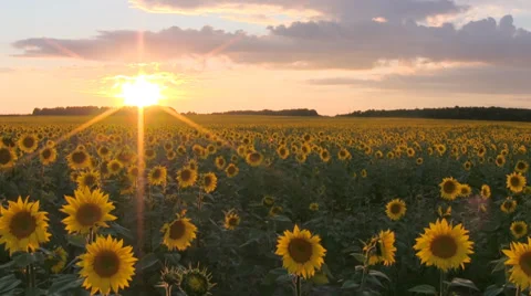 Field with sunflowers at sunset. Video stock 27042893
