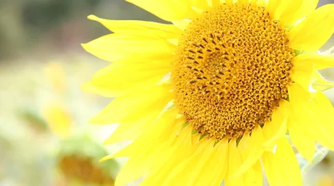 Field of sunflowers at sunset Stock Footage 34408500