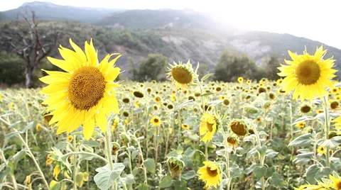 Field of sunflowers at sunset Stock Footage 34409424