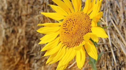 Field of sunflowers at sunset Stock Footage 34409876