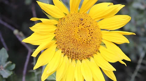 Field of sunflowers at sunset Stock Footage 34410427