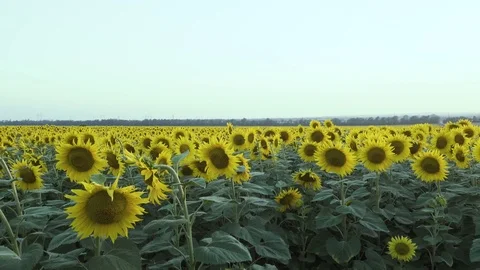 Field of sunflowers at sunset Stock Footage 91622835
