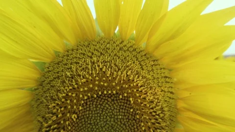 Field of sunflowers at sunset Video stock 91622869