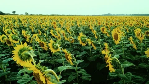 Field of sunflowers at sunset Stock Footage 91623008