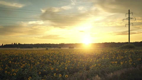 Field of Sunflowers at Sunset Stock Footage 138631506