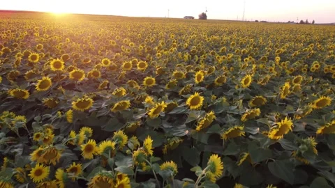 Field of sunflowers at sunset Stock Footage 237606722