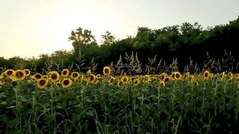 Field of sunflowers at sunset Stock Footage 312413152