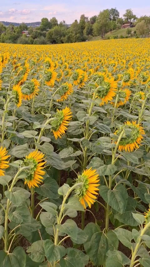 Field of sunflowers by sunset. Video stock 339728898