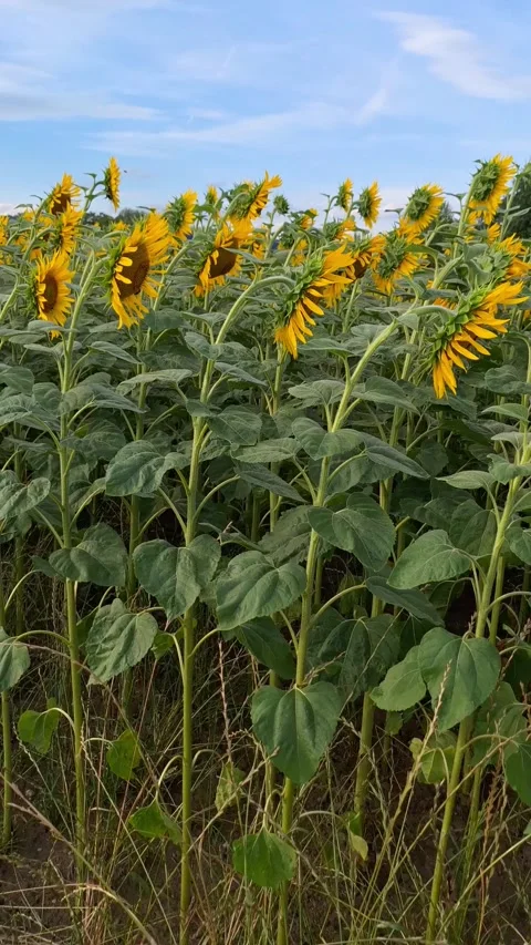 Field of sunflowers by sunset. Video stock 339734192