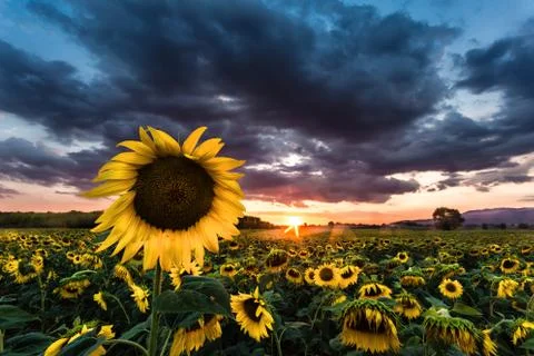 A field of sunflowers at sunset Stock Photos